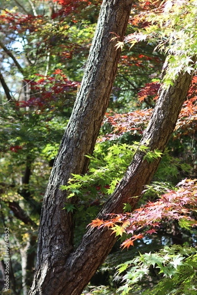 Fototapeta tree in autumn