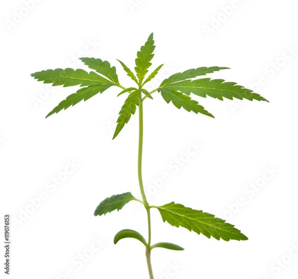 Obraz Cannabis Seedling