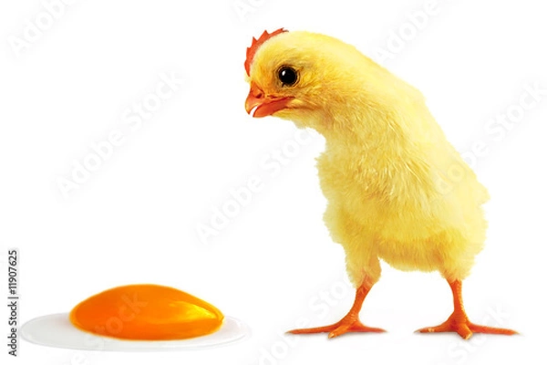 Fototapeta Cockalorum and incident with egg