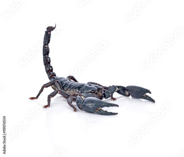 Obraz Scorpion on white background
