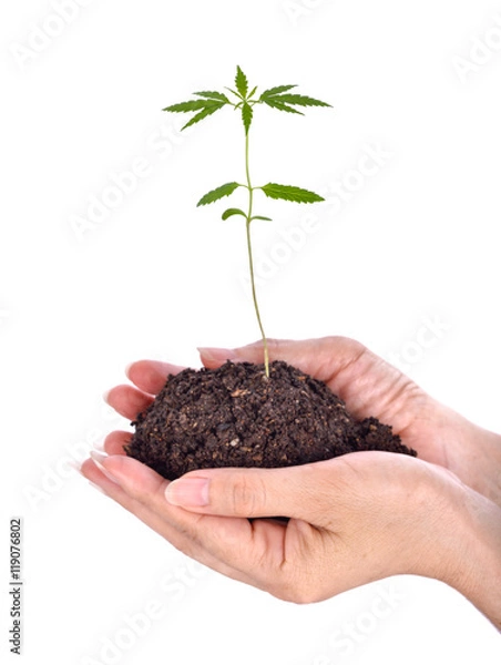 Obraz seedlings cannabis on hands
