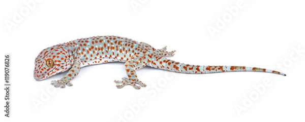 Obraz gecko isolated on white background