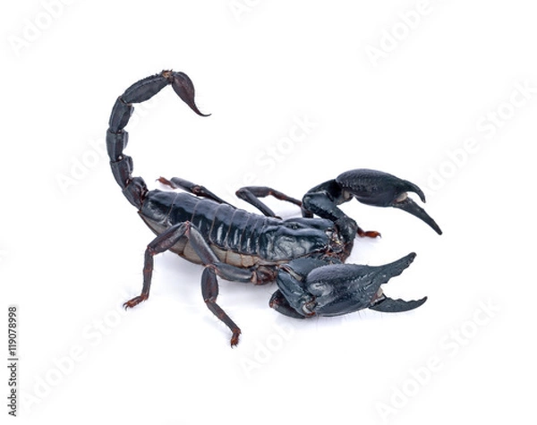 Obraz Scorpion on white background