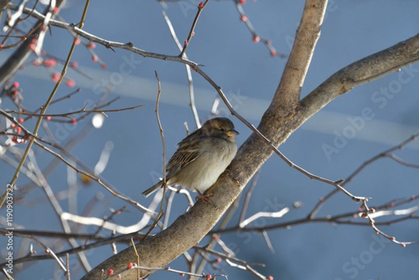 Fototapeta Sparrow on branch in the winter