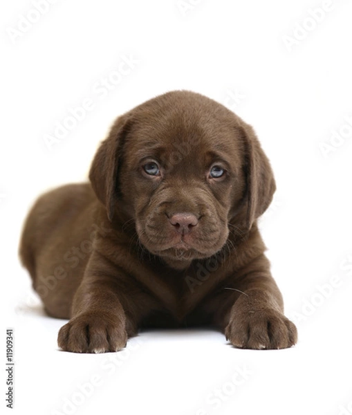 Obraz Chocolate puppy.