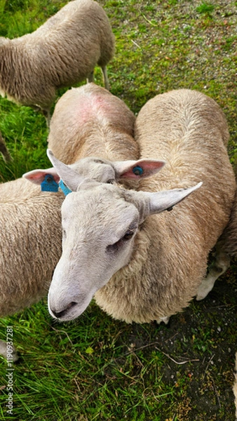 Fototapeta sheep in a pasture