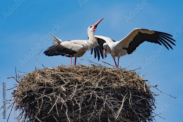 Fototapeta Greeting of the storks