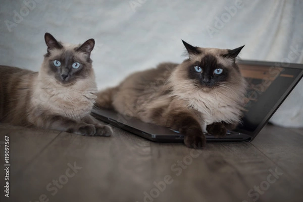 Obraz Cute white cats 3