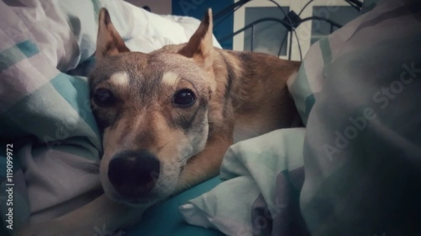 Obraz Dachy dla psów