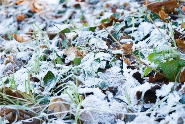 Obraz frosty ground close up