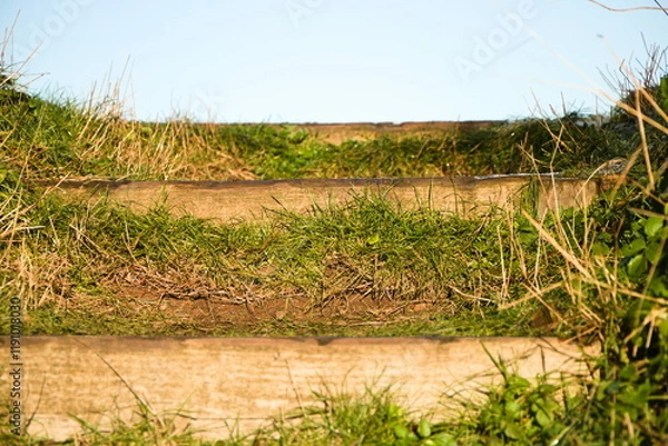 Obraz grass on steps