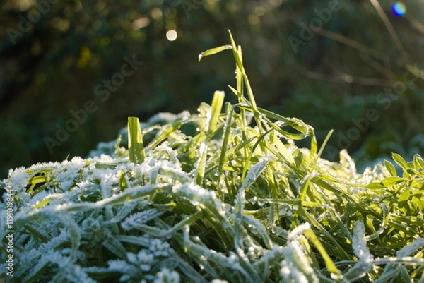 Obraz Frosty grass blades in the sun