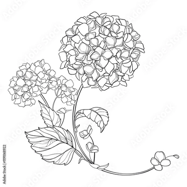 Obraz Corner bouquet with outline Hydrangea or Hortensia flowers and leaves in black isolated on white background.