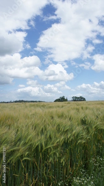 Fototapeta Champs de ble