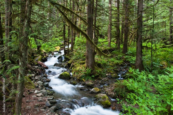 Fototapeta Mountain Forest Stream in Lush Forest