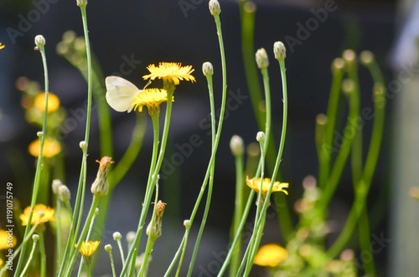 Fototapeta daffodils in spring