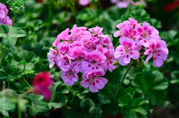 Obraz Piękny pelargonium / piękny geranium na wystawie geranium w Kozolupy w Czechach.