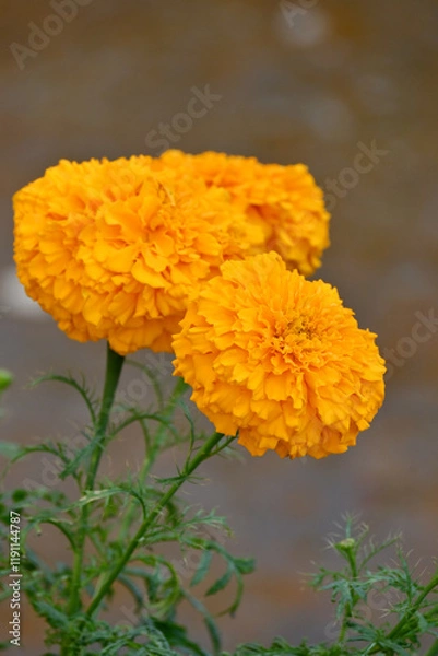 Fototapeta closeup the orange marigold flower with bud growing with leaves in the garden soft focus green brown background.