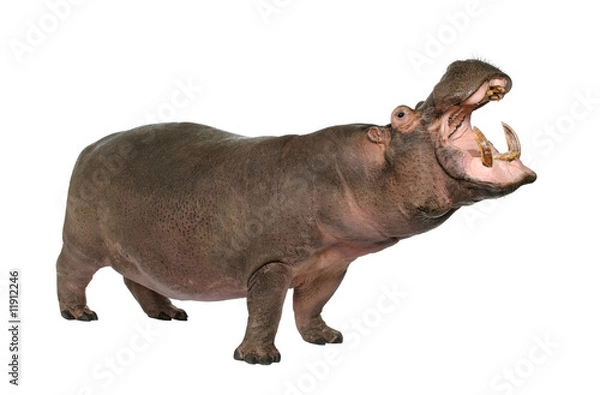 Obraz Hippopotamus - Hippopotamus amphibius (30 lat)