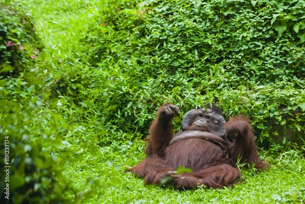 Fototapeta Orangutan is lying down relaxing on the grass