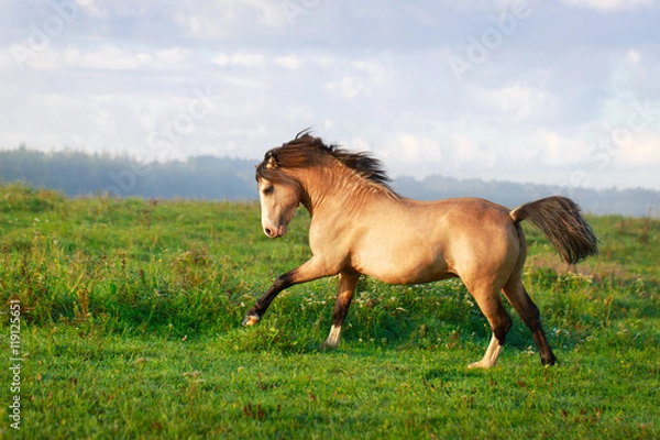 Obraz welsh pony