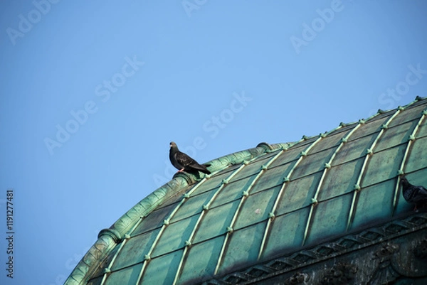 Obraz bird on roof