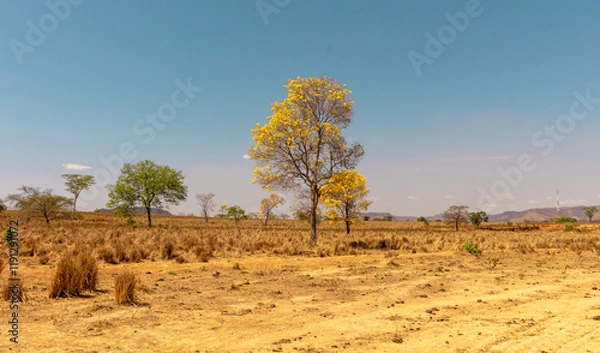Fototapeta IPÊ DO SERRADO