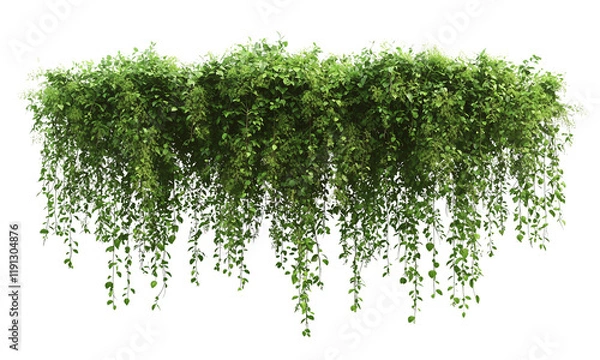 Fototapeta Lush green foliage cascading down, creating a vibrant, natural display with multiple elongated vines and dense leaves isolated on white and transparent background.
