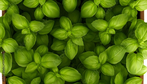 Fototapeta Fresh basil plants in a container, overhead view.  Perfect for culinary or gardening websites