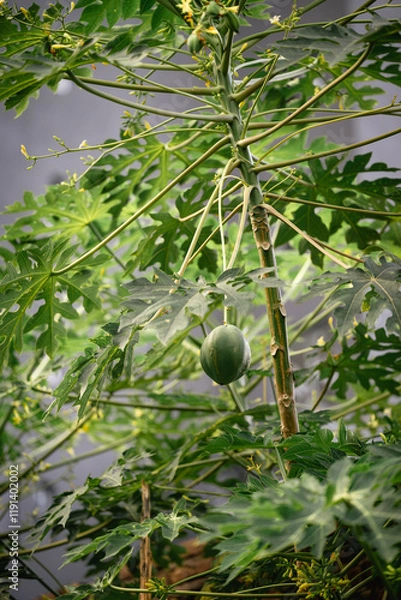Obraz green papaya fruit on tree