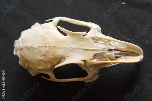 Obraz Kaninchenschädel 2