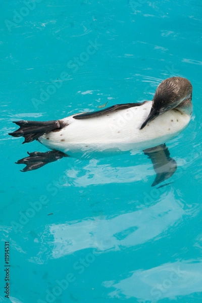 Obraz Schwimmender Pinguin