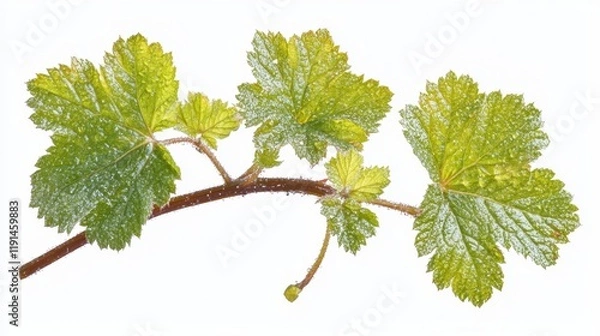 Fototapeta Fresh Green Grapevine Leaves on a White Background in Natural Light
