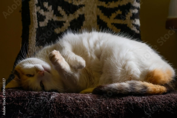 Obraz Cat on the chair