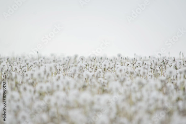 Obraz Gone with the wind