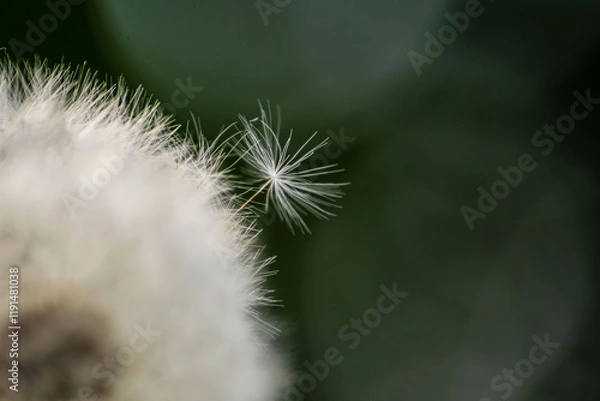 Obraz dandelion seed head before the flight