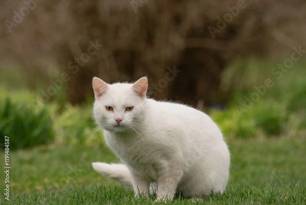 Obraz white cat on the grass