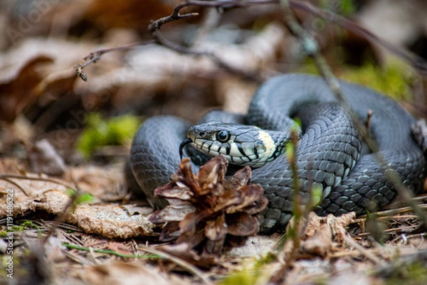 Fototapeta close up of a snake