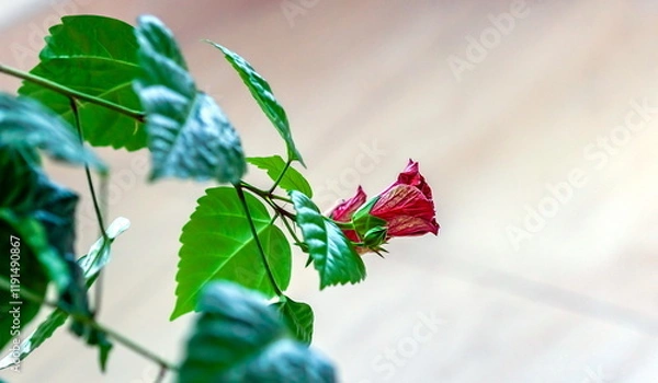Obraz Red Hibiscus flower bud with leaves close-up