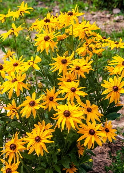 Obraz Rudbeckia flower in close-up on the background of greenery in the garden in summer