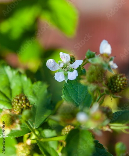 Obraz White Flowers and green fruits of black raspberries in close-up against the background of leaves in a summer garden