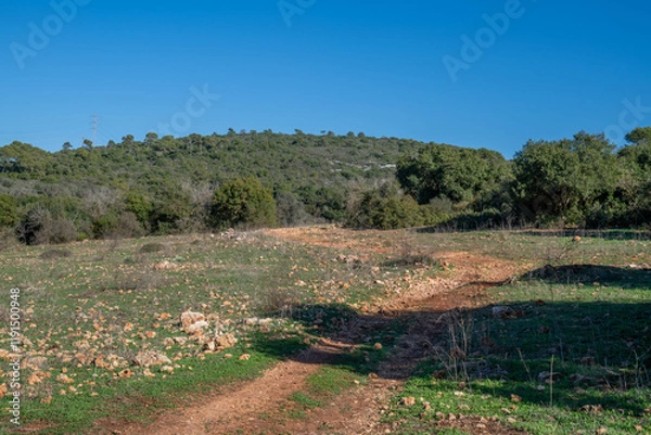 Fototapeta A path through Mount Carmel Nature Reserve and National Park near Beit Oren with trees and blue skies.
