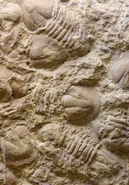 Obraz reliquiae shells