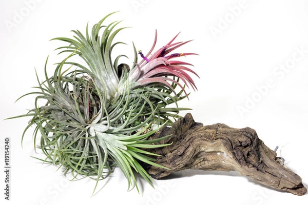 Obraz flower,background,close up