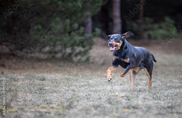 Fototapeta Lithuanian Hounds Dog is Running in the Forest