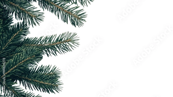 Fototapeta Conifer branches transparent background