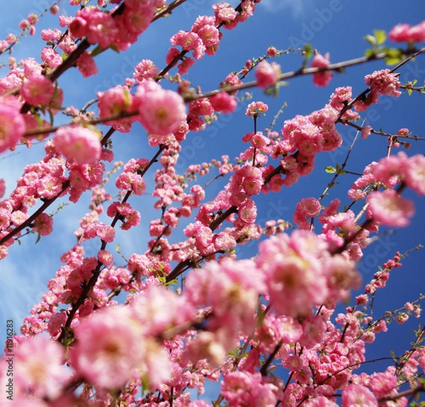 Obraz Frühlingserwachen