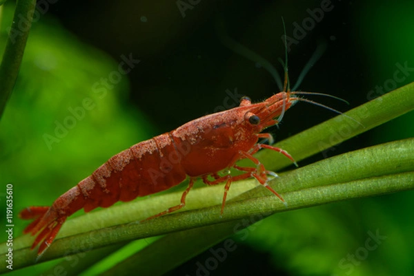Fototapeta Close up of a vibrant red cherry shrimp caridina in an aquarium, surrounded by lush green aquatic plants. Ideal for showcasing freshwater shrimp habitat and aquascapes