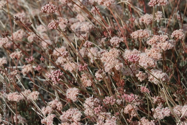 Fototapeta Mojave California Buckwheat, Eriogonum Fasciculatum Variety Polifolium, a superlative native shrub with cymose subumbellate head inflorescences during Autumn in the Little San Bernardino Mountains.