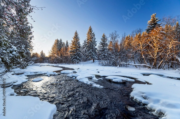 Fototapeta Snowy fir-trees in forest and river in winter. Beautiful landscape. Composition of nature. Karelia, Russia.